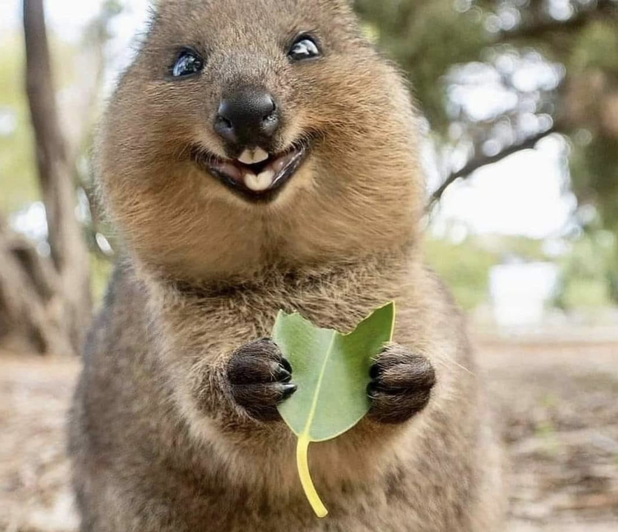 quokka, australia, animal de companie 