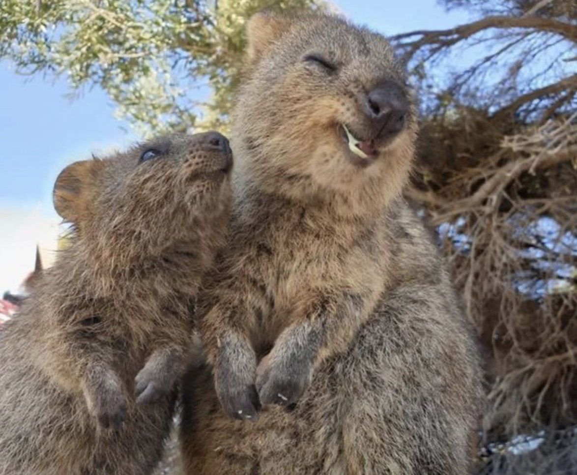 quokka, animal de companie, australia 