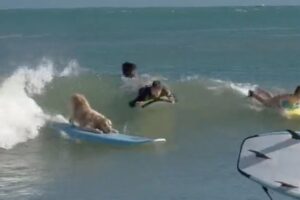 caine care face surf, surf, caine, pets, animale de companie