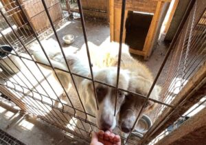 caini, adaposturi, ilinca, bias