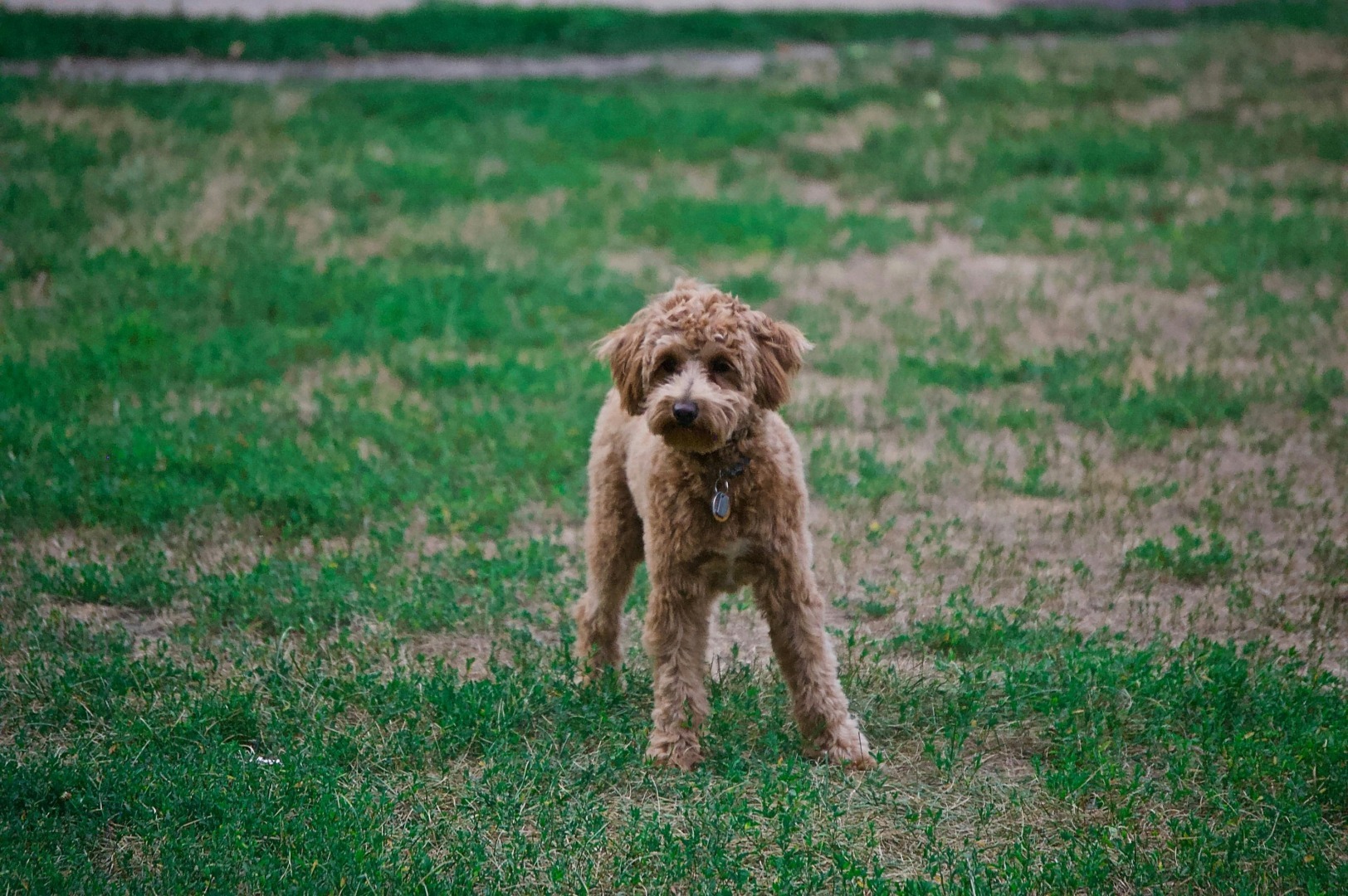 poodle, caine, animal de companie 