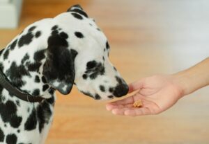 caine, treats, dalmatian, caine mancand