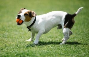 jack russell terrier, rase de caini, animale de companie, caine mic