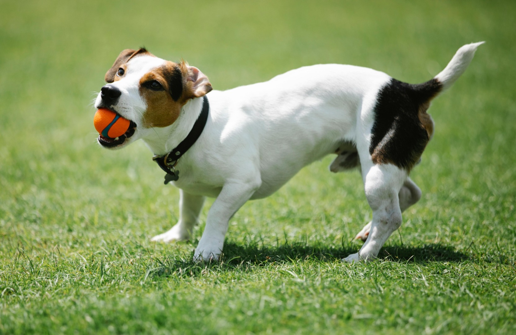 jack russell terrier, rase de caini, animale de companie, caine mic