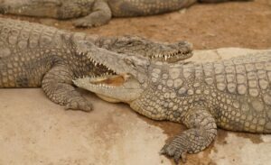 crocodil, animal de companie, crocodil de companie