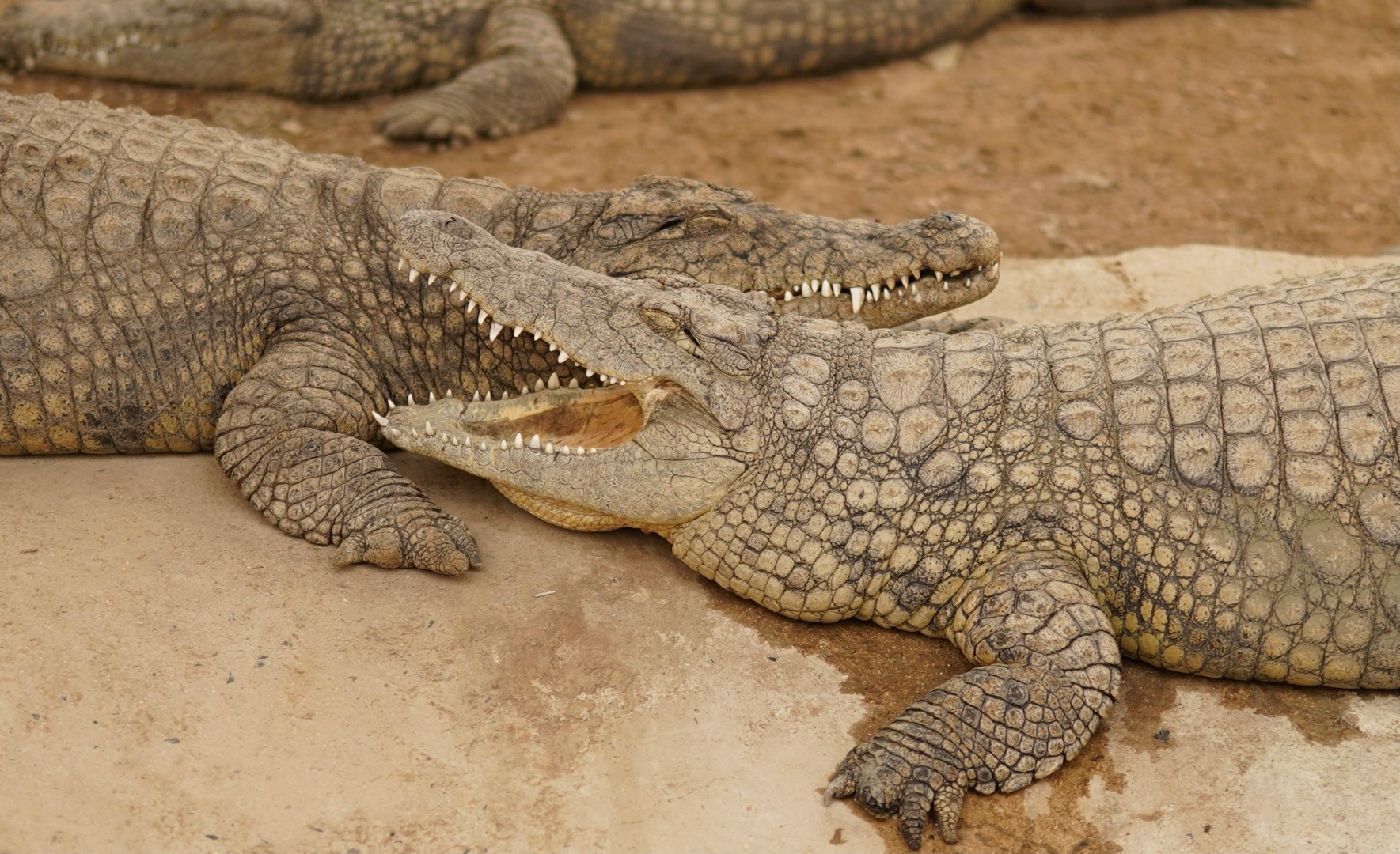 crocodil, animal de companie, crocodil de companie