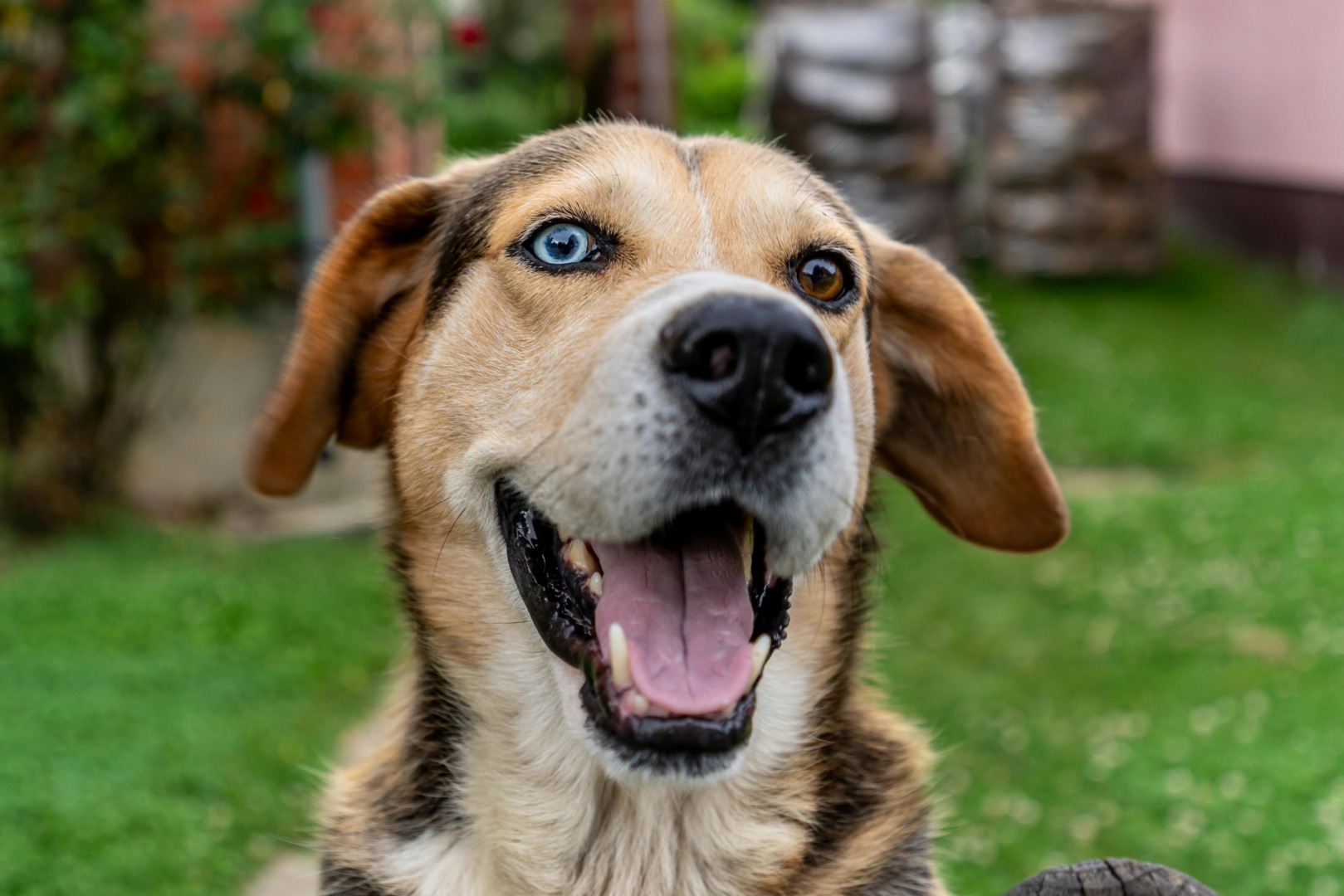 ’’Puppy eyes’’ nu este doar o expresie. Cum s-a modificat privirea câinilor de-a lungul anilor pentru a le topi inimile stăpânilor?