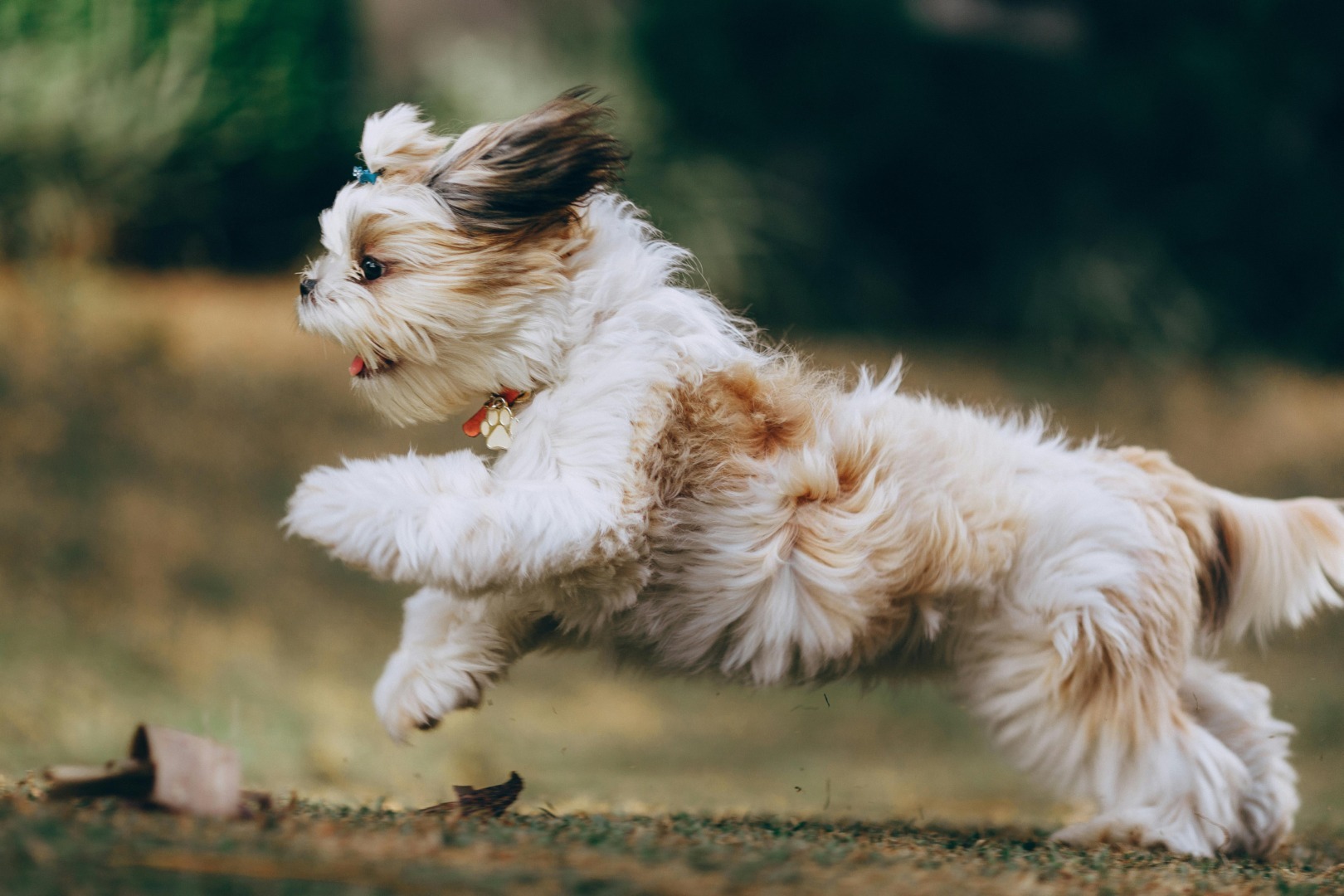 rase de caine mici, shih tzu, animale de companie 