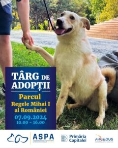 adoptii caini, targ de adoptii, aspa bucuresti, caine 