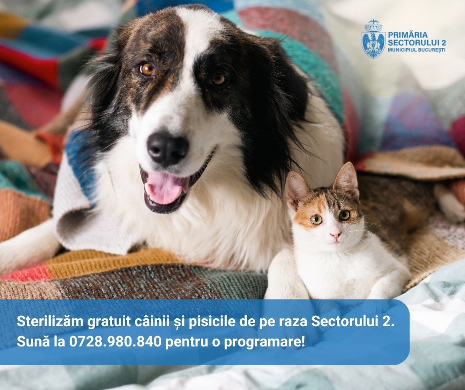 caine, pisica, sterilizare