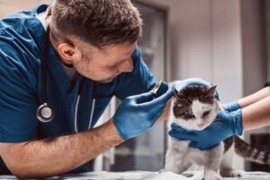 un veterinar verifica urechia unei pisici