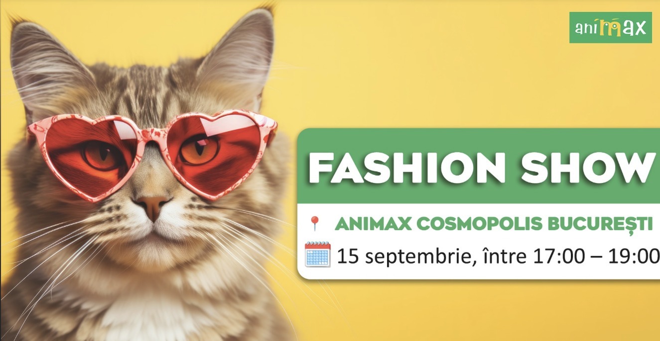 animale de companie, jmoda animale de companie, animax, pisica cu ochelari