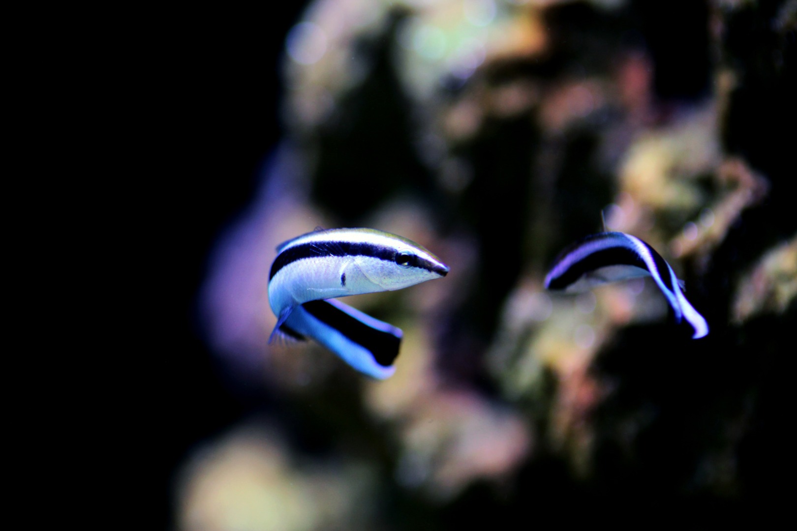 Peștele Cleaner Wrasse