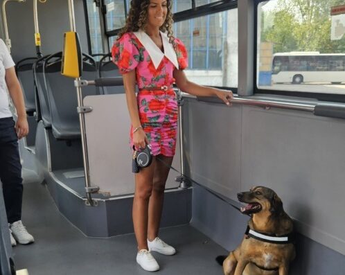 caine, stb, autobuze bucuresti, animale de companie