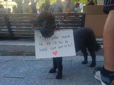 protest cluj eutanasiere