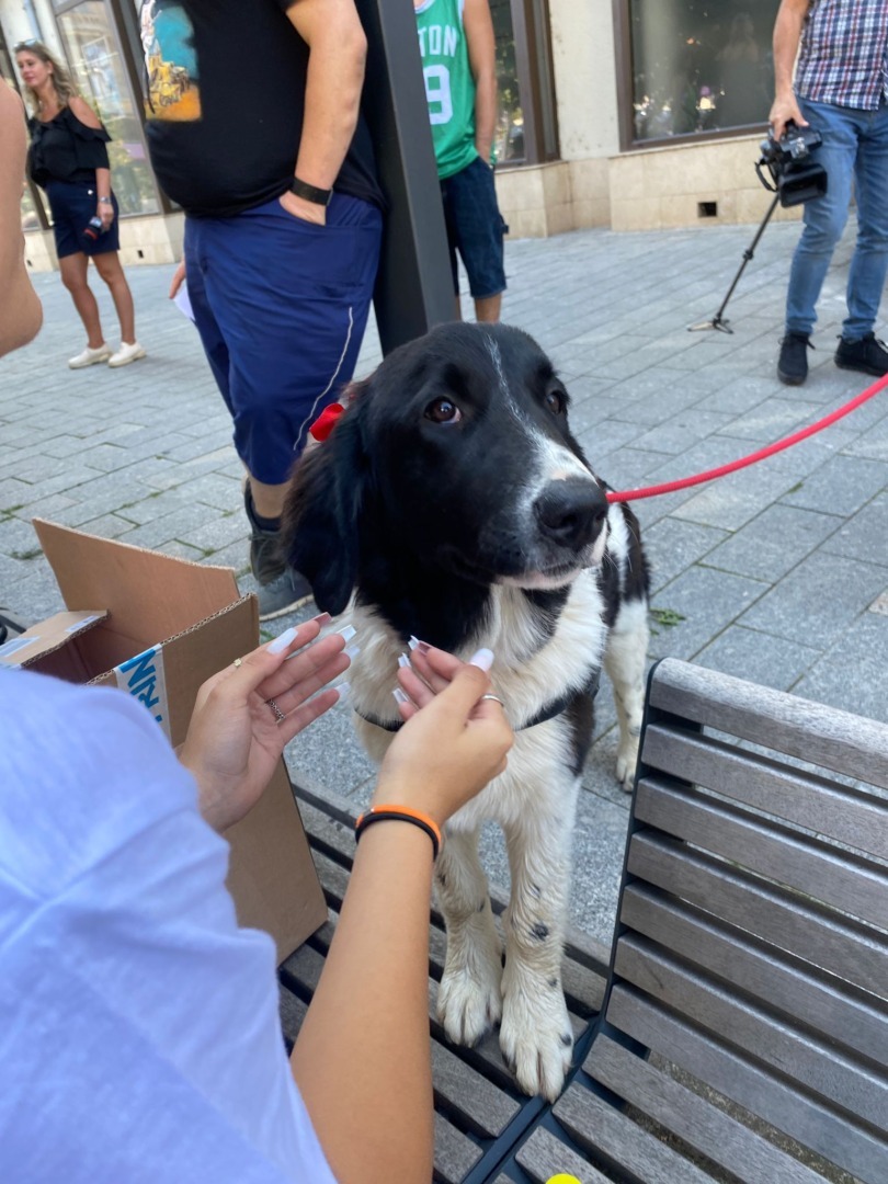 protest cluj eutanasiere