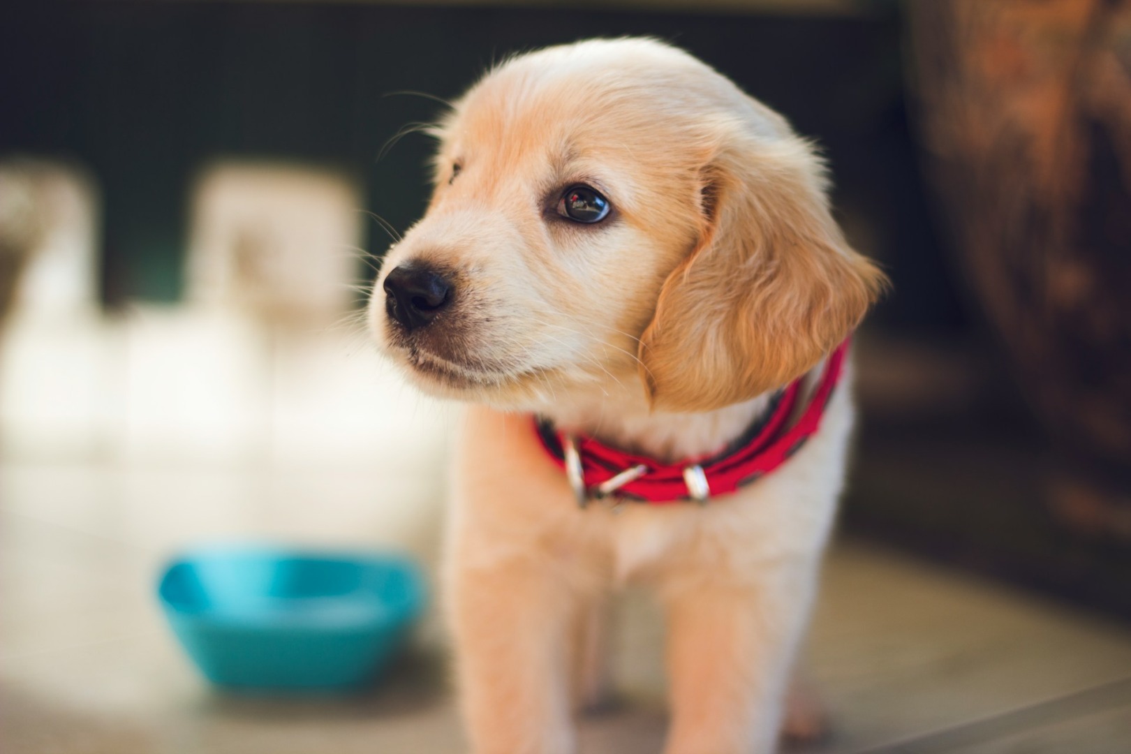 caine, catel, pui, labrador, golden