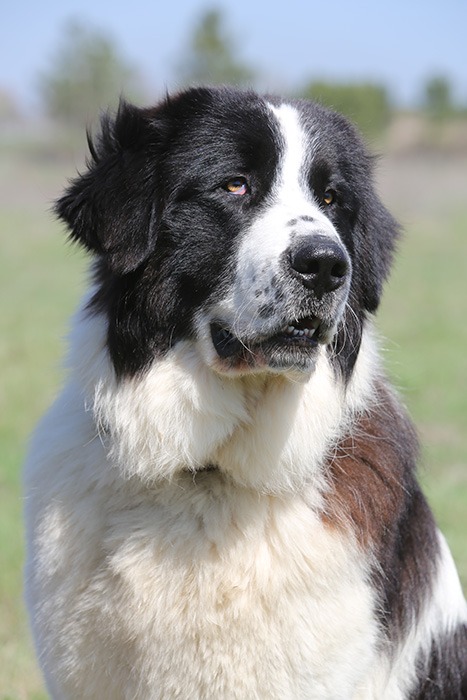 ciobanesc de bucovina, caine din romania, caine , animale de companie 