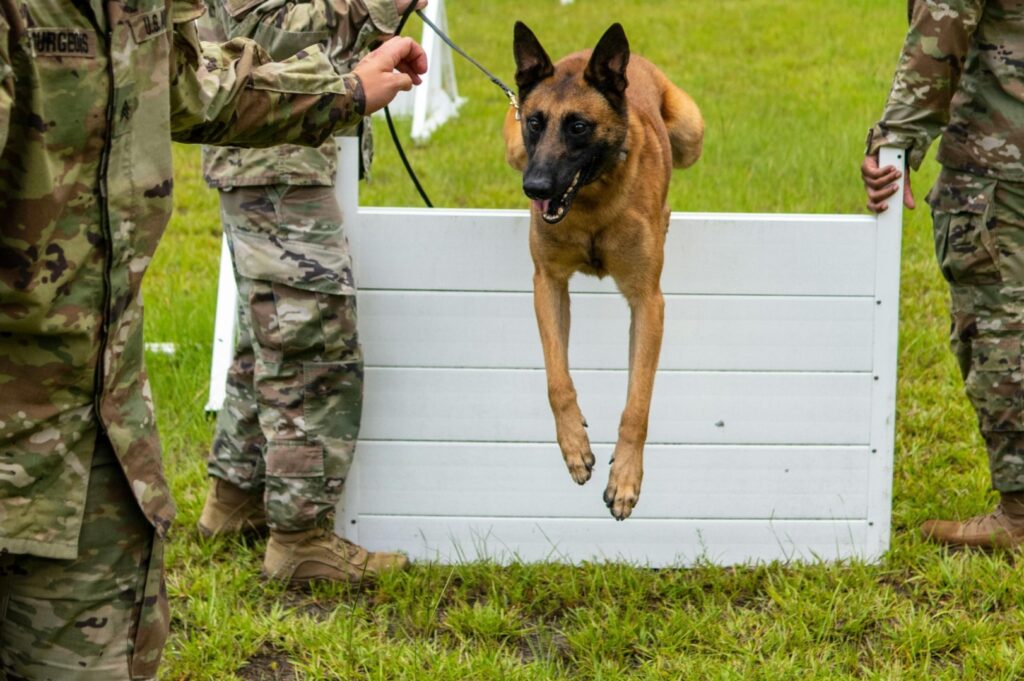 caine militar la antrenament