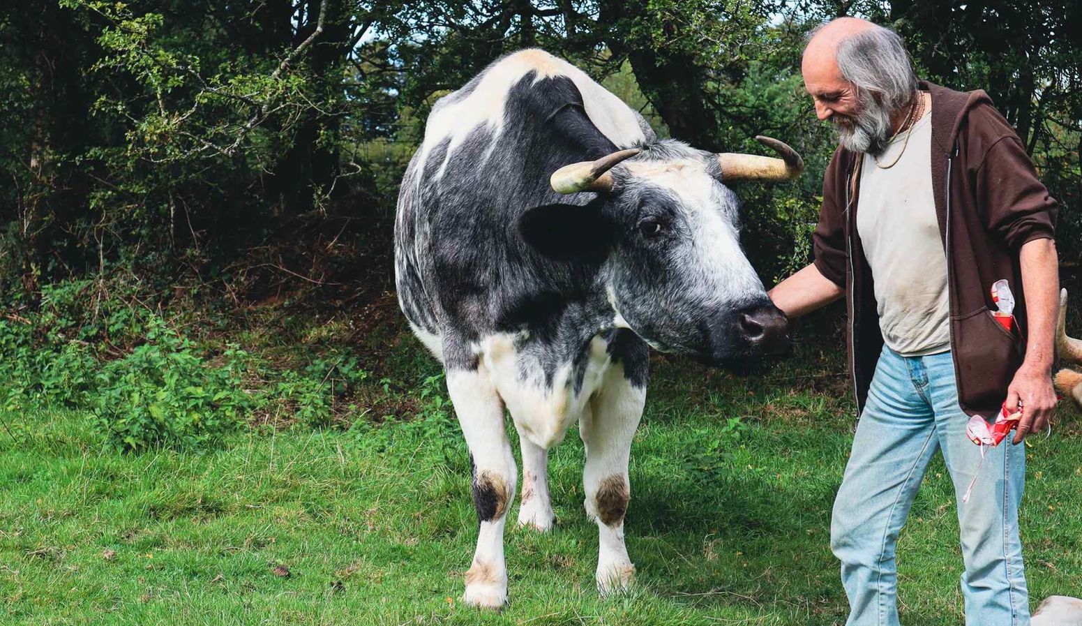 calugar, vaci, stres, animale de companie, terapie, animale