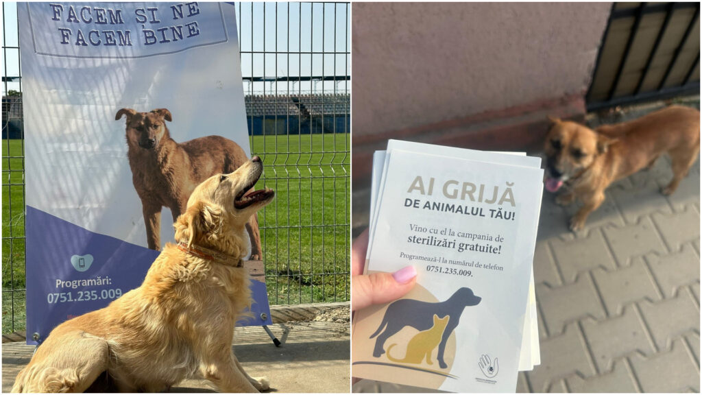 campanii pentru promovarea sterilizarii de animale