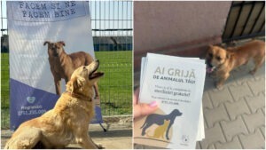 campanii pentru promovarea sterilizarii de animale