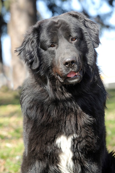 ciobanesc corb romanesc, caine din romania, rase de caini din romania, caine, animale de companie 