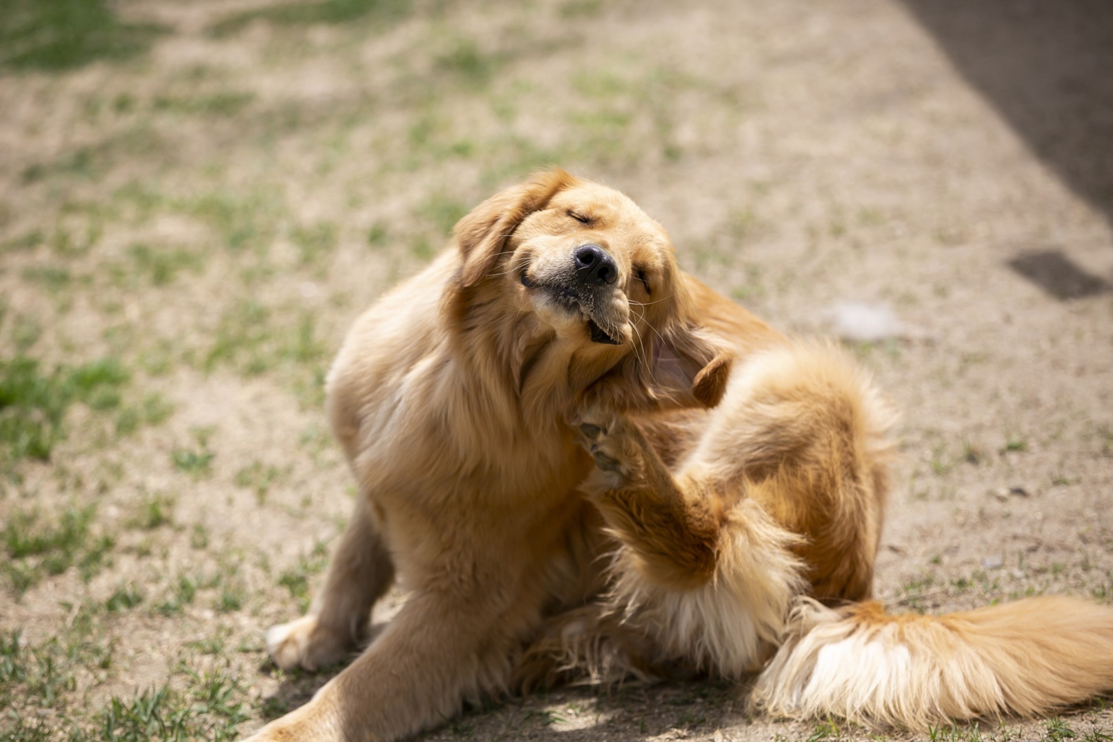 un golden retriever se scarpina