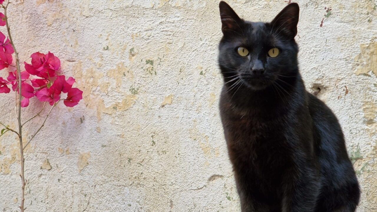 luna pisica neagra felina