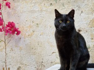 luna pisica neagra felina