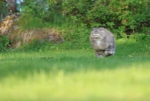 maine coon pisica in fuga