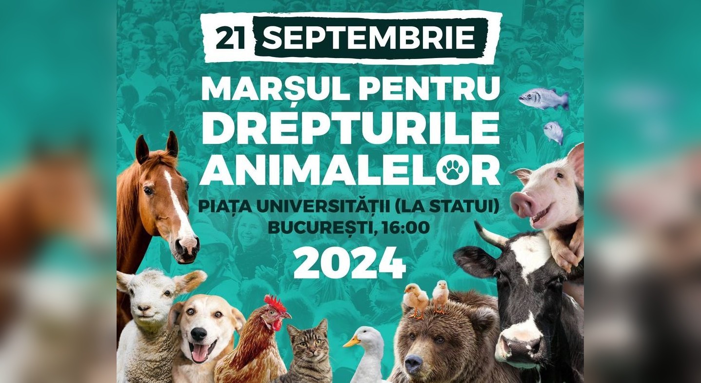 marsul pentru drepturile animalelor 2024, mars, drepturile animalelor, piata universitarii, pisici, cerinte