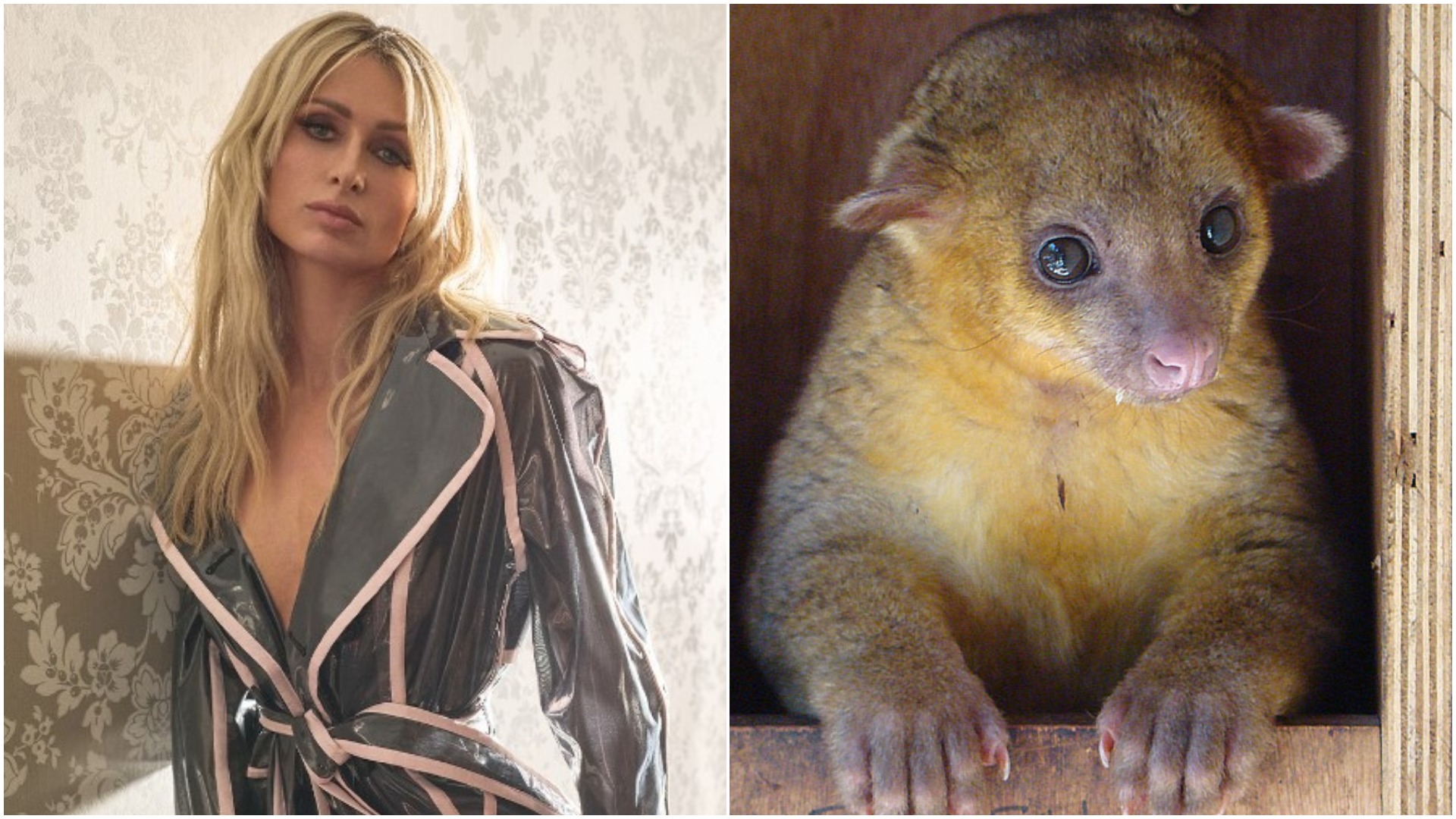 Paris Hilton alaturi de un kinkajou