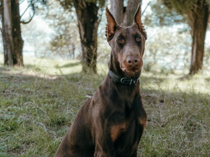 caini, rase de caini, caini destepti, multi caini, animale de companie, doberman