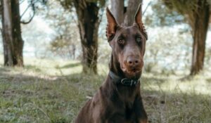 caini, rase de caini, caini destepti, multi caini, animale de companie, doberman