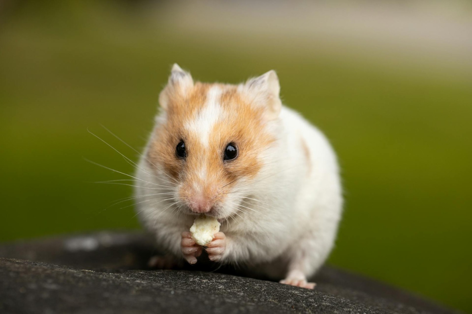 un hamster mananca