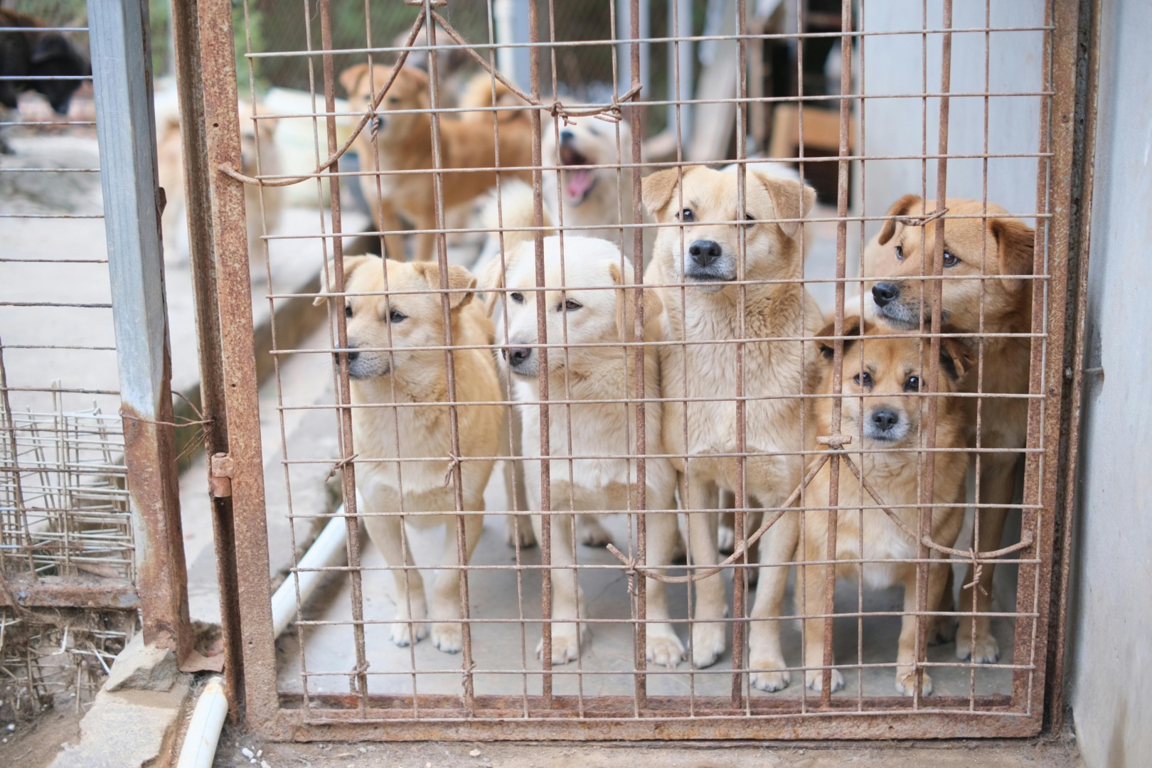 animale de companie, caini, caini in adapost, adapost de caini