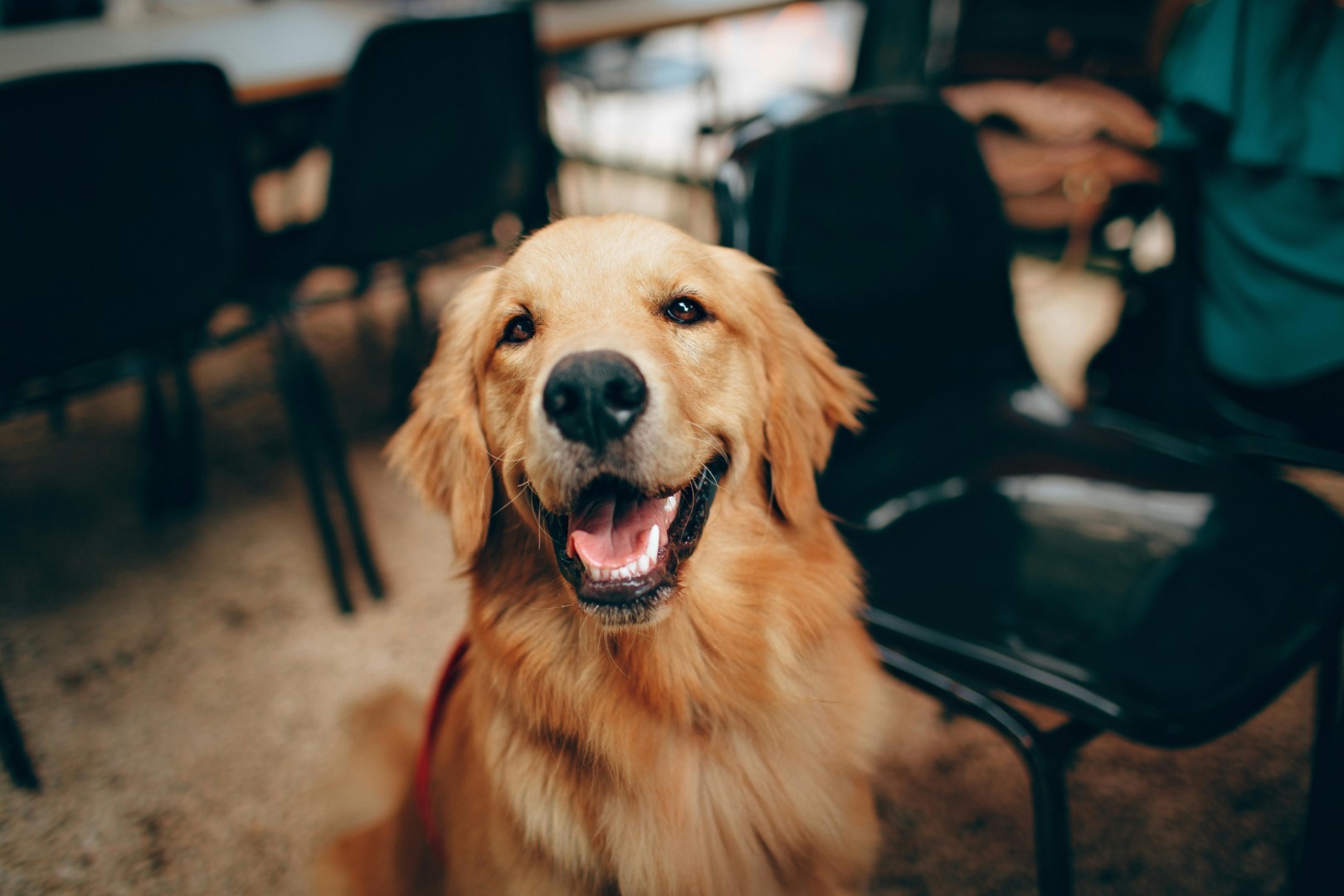 caine, golden, caine de rasa, golden retreiver, animale de companie