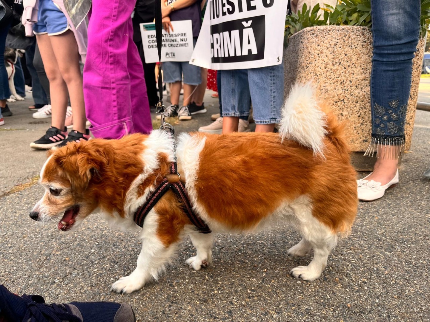 Câine în lesă alături de un grup de protestatari