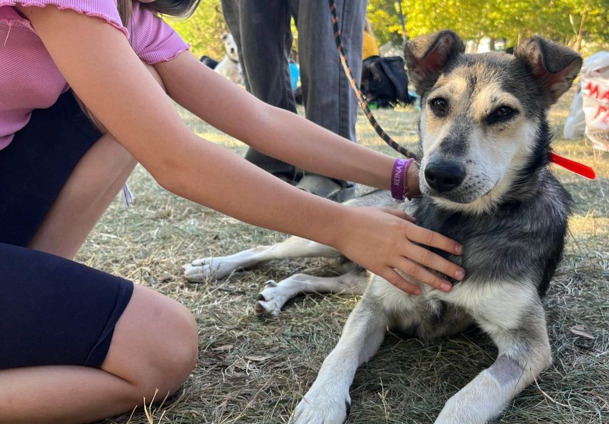 caine participand la un targ de adoptii