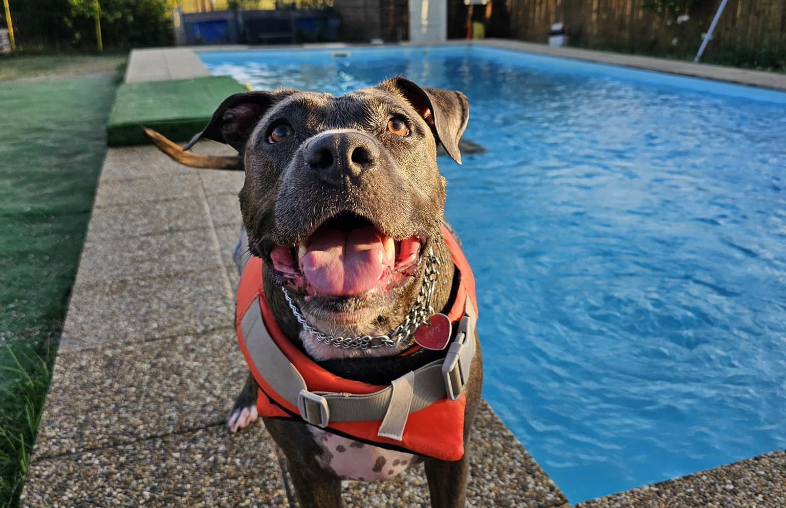 piscina, caini, bucuresti, dog scouts aqua park