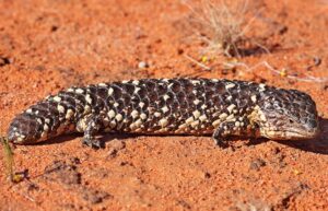 studiu, soparle, australia, animale exotice, contrabanda