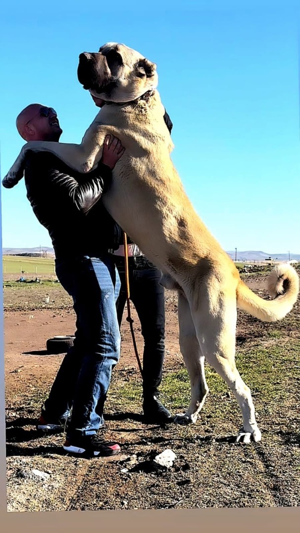 caine mare, kangal, fortele terestre romane, caine mare 