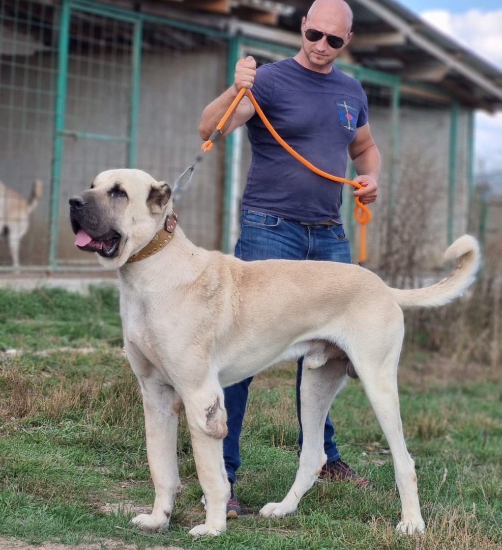 caine mare, kangal, fortele terestre romane, caine mare 