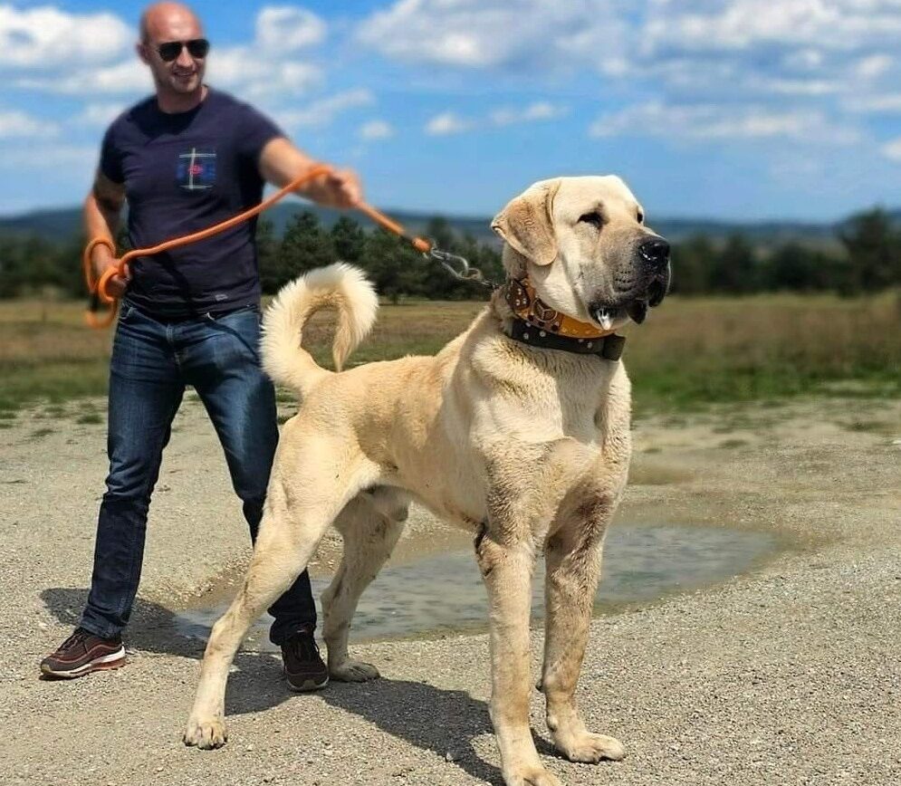 caine mare, kangal, fortele terestre romane, caine mare