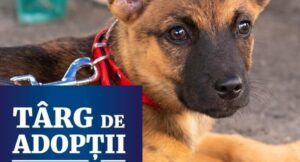 caine, adoptie, targ de adoptii