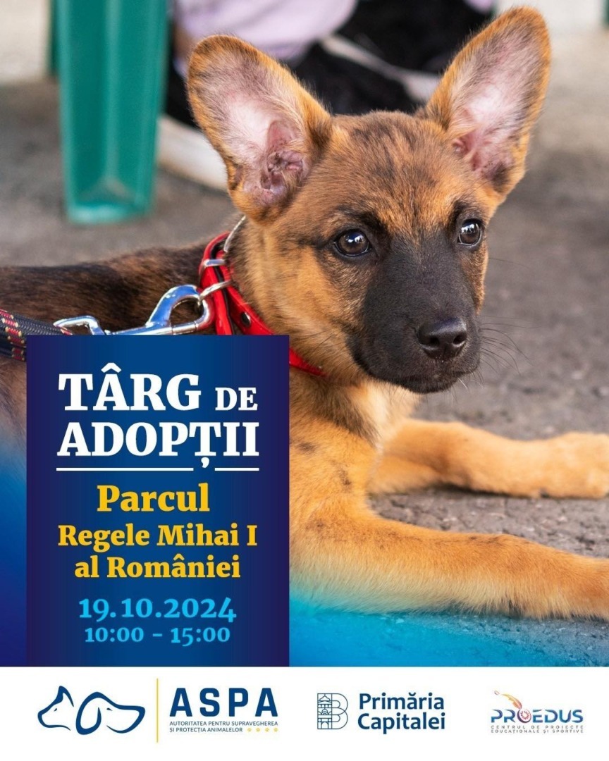 caine, adoptie, targ de adoptii 