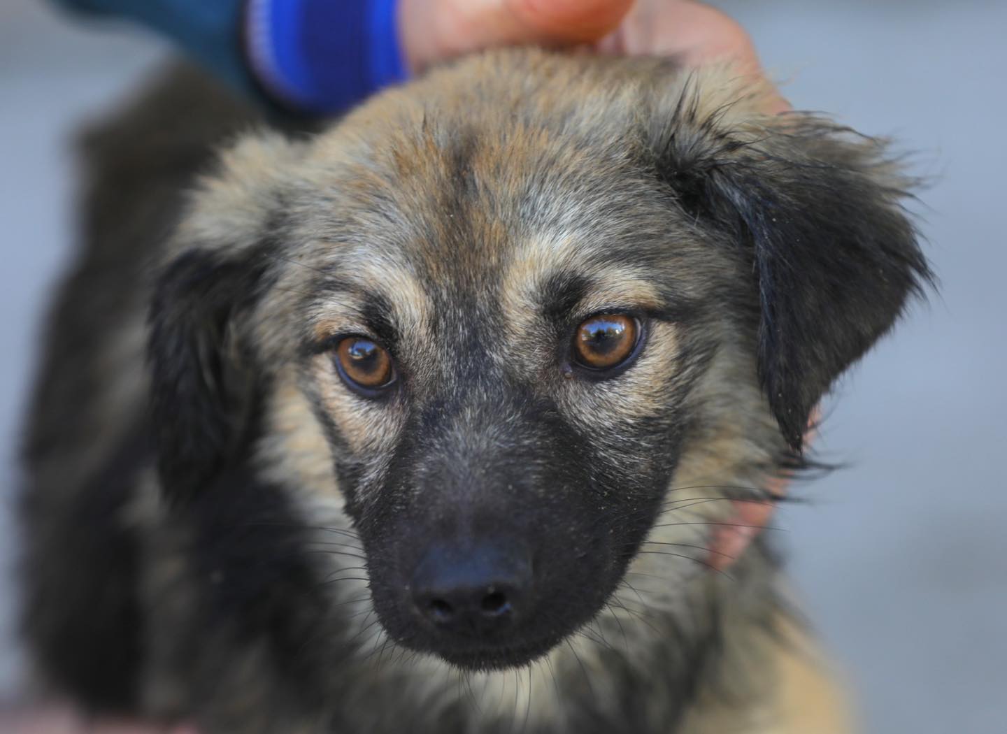 caine, adoptie, caine constanta, adoptat 