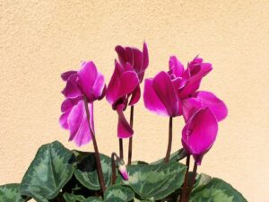 Cyclamen, sursa foto: Pixabay