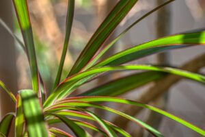 Dracaena, sursa foto: Pixabay